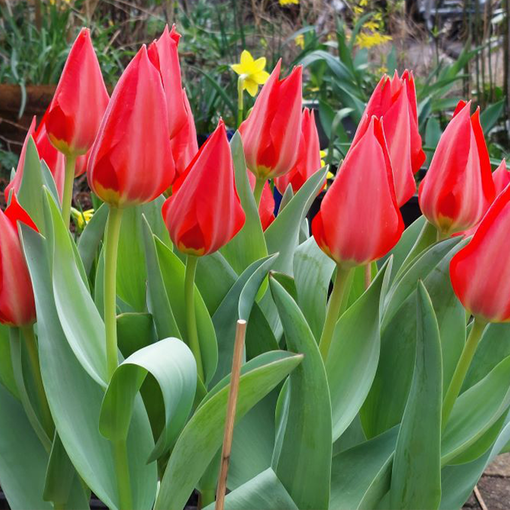 De Parkinson Tulp